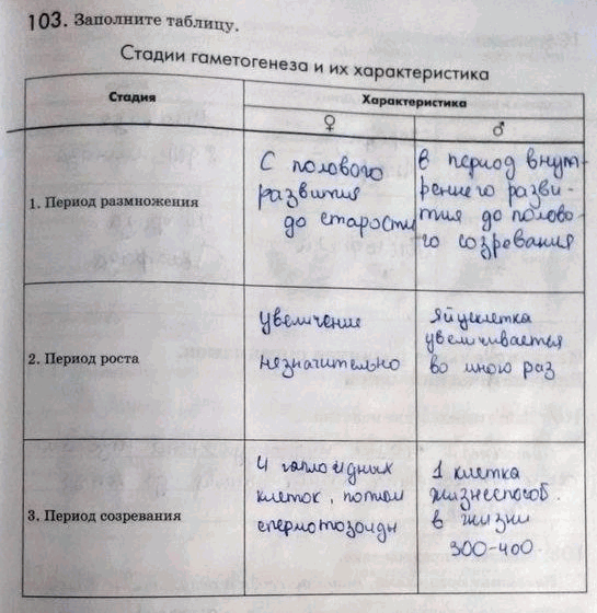 Изображение 1 03. Заполните таблицу. Стадии гаметогенеза и их характеристикаСтадия Характеристика 9 _в_ 1. Период размножения 2. Период роста 3. Период созревания...