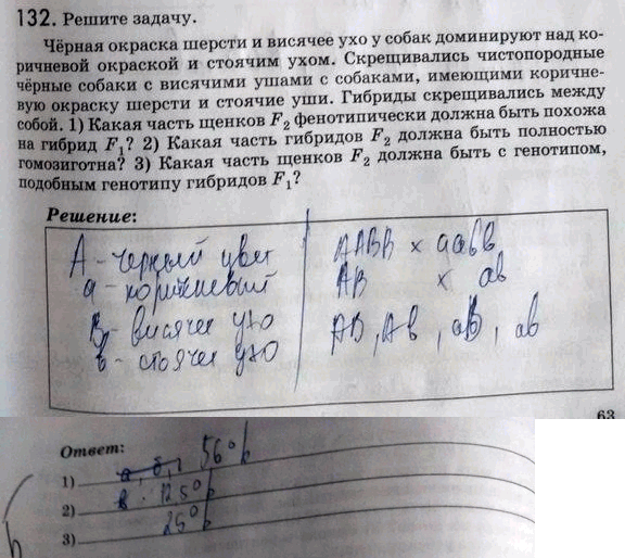 Изображение 1 32. Решите задачу. Чёрная окраска шерсти и висячее ухо у собак доминируют над коричневой окраской и стоячим ухом. Скрещивались чистопородные чёрные собаки с висячими...