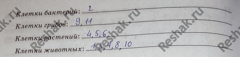 Изображение 45. Рассмотрите клетки организмов, представленные на рисунке. Установите, каким организмам принадлежат изображённые клетки. Впишите их номера в соответствующие строки....